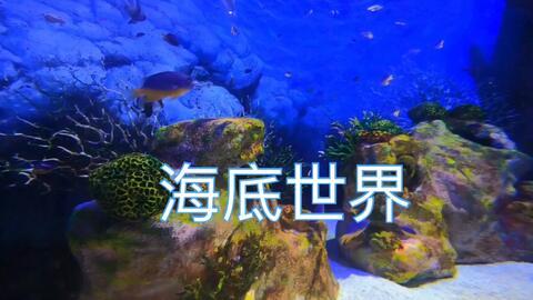 谁爆料热带鱼视频播放