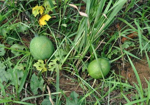 农村野瓜怎么吃,解锁自然美味新体验