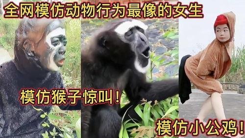 模仿熊猫吃瓜视频,熊猫大侠的瓜果盛宴