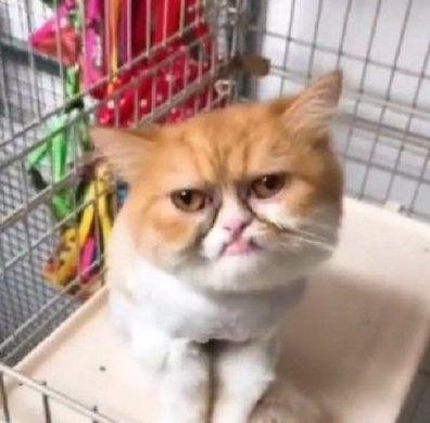 网红猫被吸,萌态可掬引网友热议