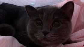 猫咪吃小瓜视频,萌态可掬吃小瓜全过程